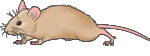 mouse-clipart-5