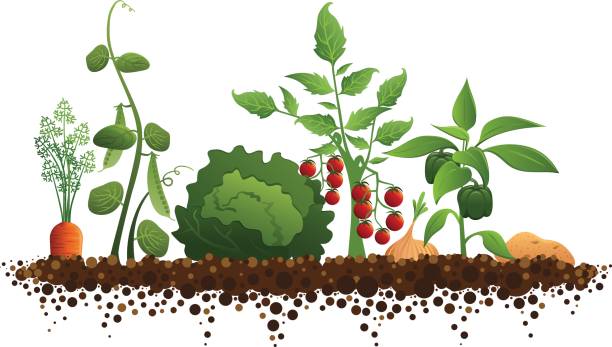 vegetable-garden-vector-id165638080.jpg